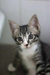 Obi - Tabby + Domestic Short Hair Cat