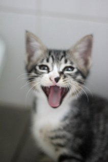 You've cat to be kitten me! Dat's so furni!