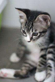 Obi - Tabby + Domestic Short Hair Cat
