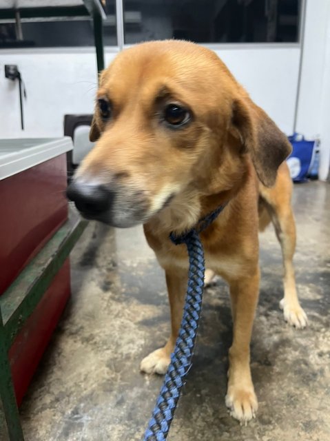 Brownie - Mixed Breed Dog