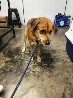 Brownie - Mixed Breed Dog