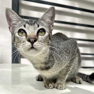 Gray - Domestic Short Hair Cat