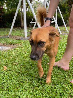 Lucky  - Mixed Breed Dog