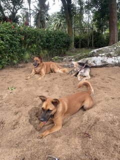 Lucky  - Mixed Breed Dog