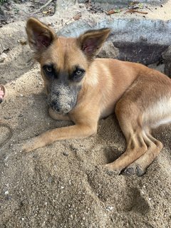 Lucky  - Mixed Breed Dog