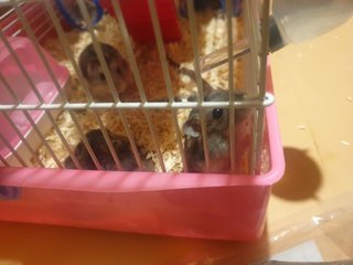 Hamsters - Roborovsky's Hamster Hamster