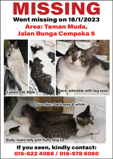 Sai Di - Domestic Medium Hair Cat