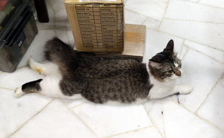 Sai Di - Domestic Medium Hair Cat