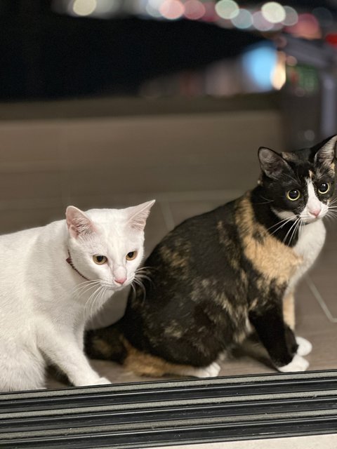 Suki And Suri - Domestic Short Hair Cat