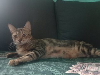 Mihoc - Bengal Cat