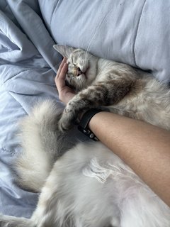 Shiro - Domestic Long Hair Cat