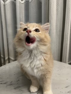 Omey Cat - Domestic Long Hair Cat