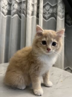 Omey Cat - Domestic Long Hair Cat