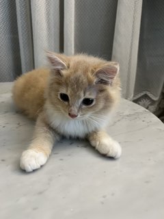 Browny - Domestic Long Hair Cat