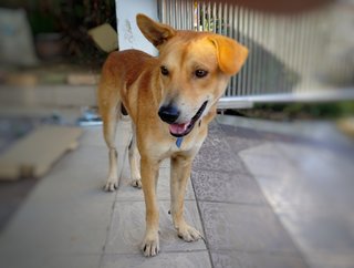 Puppy  - Mixed Breed Dog