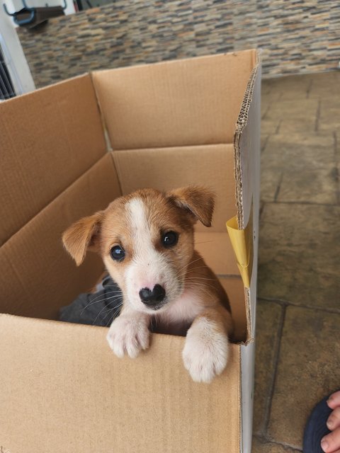 Cheddar - Mixed Breed Dog