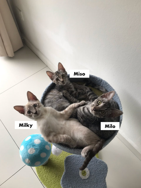 Miso, Milo And Milky - Domestic Short Hair Cat