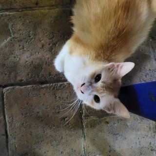 Ibu And Her 3 Kittens - Domestic Short Hair Cat