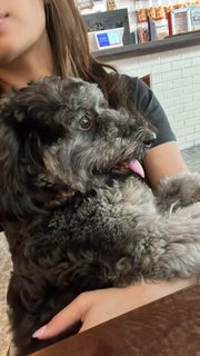 Tobbokki - Schnauzer + Poodle Dog