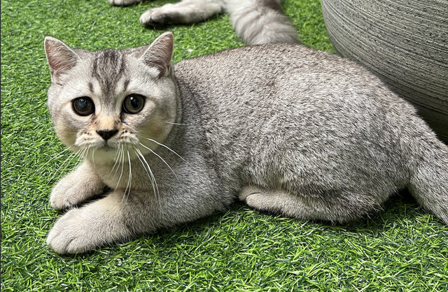 Jam - British Shorthair Cat