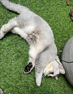 Jam - British Shorthair Cat