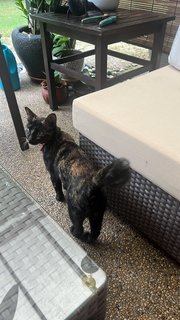 Maya - Tortoiseshell Cat