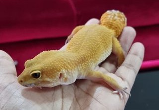 Lizzie - Gecko Reptile