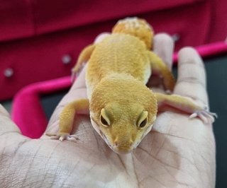 Lizzie - Gecko Reptile