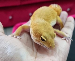 Lizzie - Gecko Reptile