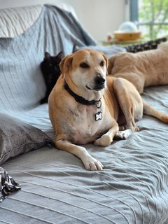 Alfie - Mixed Breed Dog