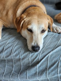 Alfie - Mixed Breed Dog