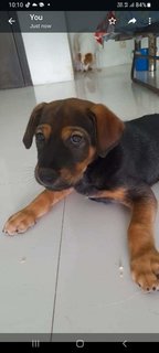 Hero - Mixed Breed Dog