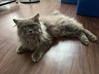 Eiow - Domestic Long Hair Cat