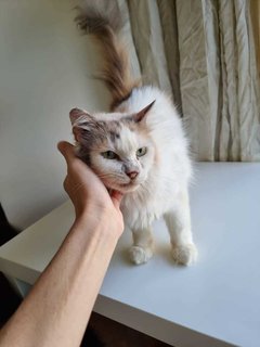 Pearl - Domestic Long Hair + Persian Cat