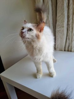 Pearl - Domestic Long Hair + Persian Cat