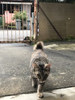 Ketot - Domestic Long Hair Cat