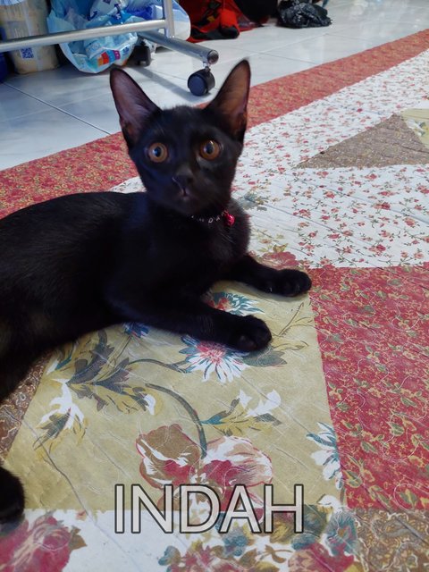 Indah - Domestic Short Hair Cat