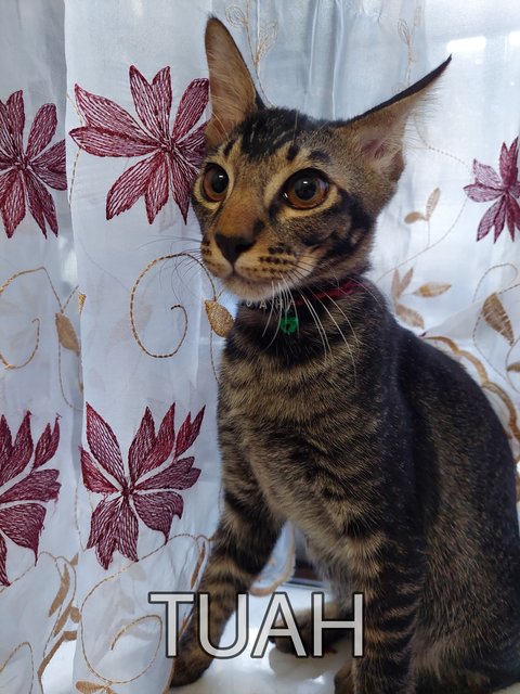 Tuah - Domestic Short Hair Cat