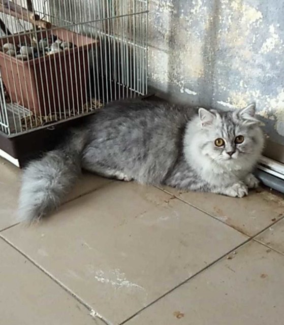 Tomay - Persian Cat