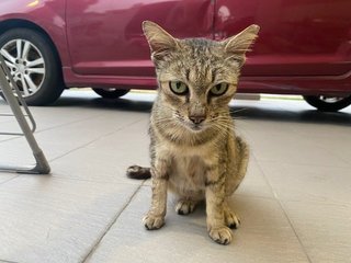 She'd like to live indoors but our house is full of pets already