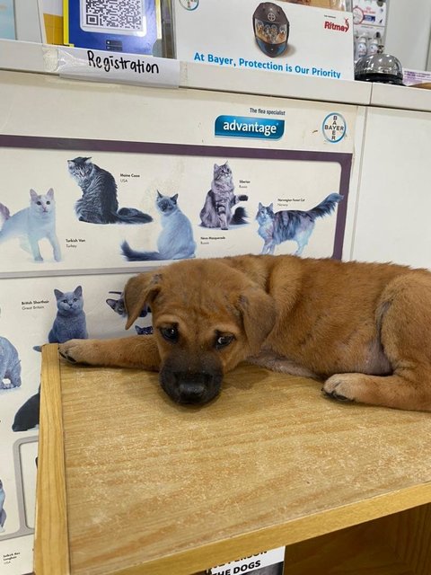 Brownie - Mixed Breed Dog