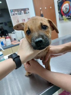 Brownie - Mixed Breed Dog