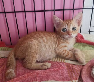 Kittens Emas Jantan / Male - Domestic Short Hair Cat