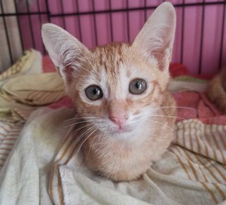 Kittens Emas Jantan / Male - Domestic Short Hair Cat