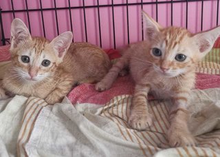 Kittens Emas Jantan / Male - Domestic Short Hair Cat