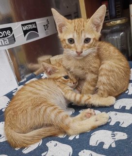 Kittens Emas Jantan / Male - Domestic Short Hair Cat