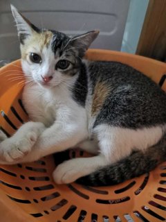 Kitten Betina Puteri Ayu - Domestic Short Hair Cat