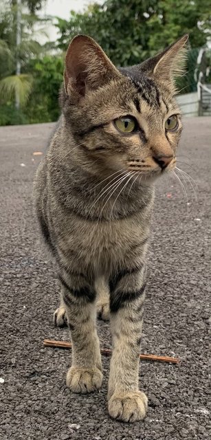 Tommy - Domestic Short Hair Cat