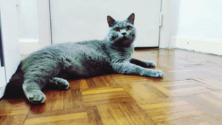 Scotty - British Shorthair Cat