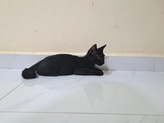 Panther - Domestic Short Hair Cat